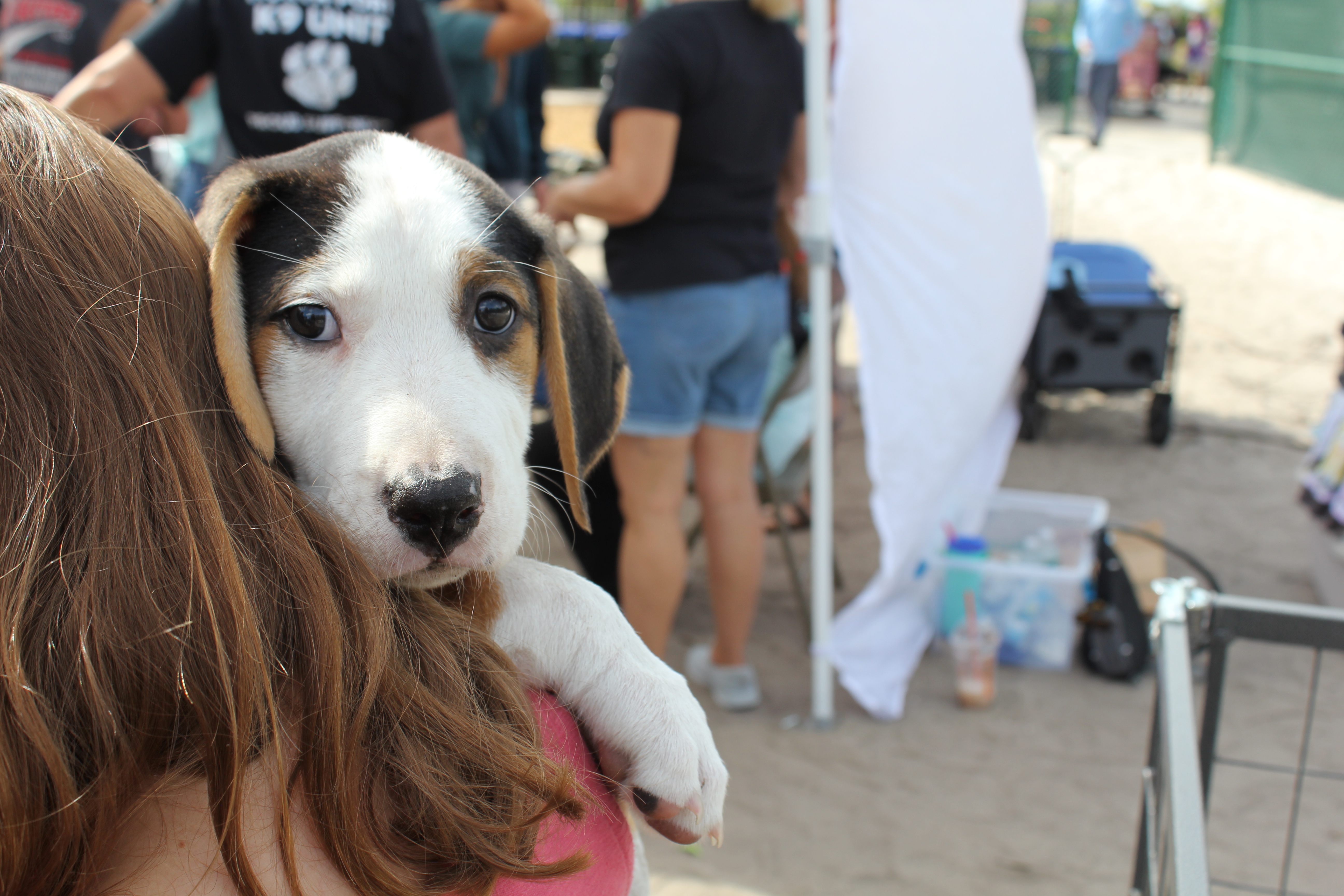 Woofstock North Port FL