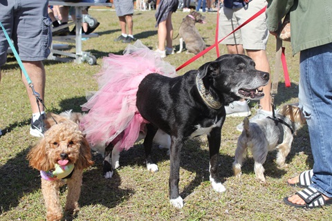 Woofstock_20240210 (108).JPG